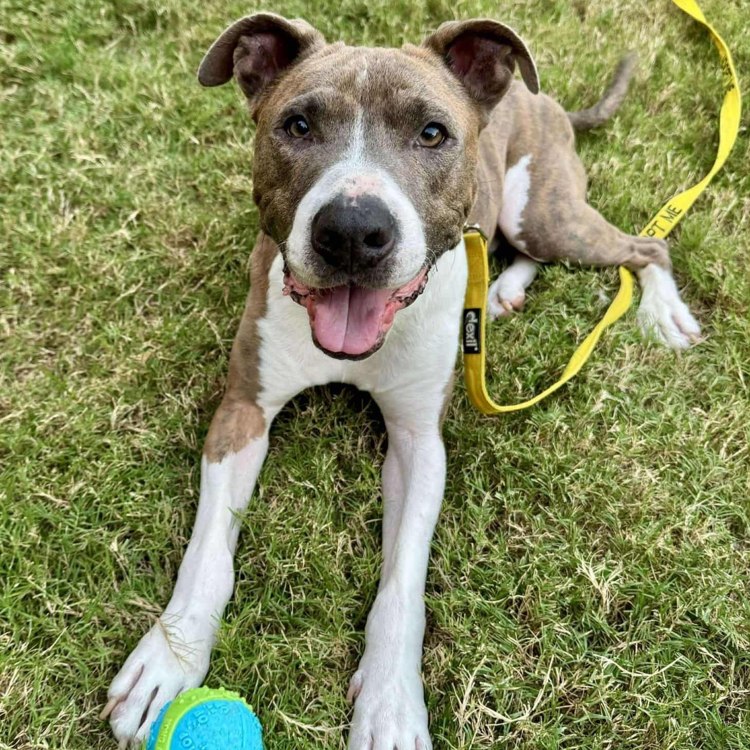An adult medium-sized male Pit Bull Terrier dog named Roy for adoption in Allen, TX