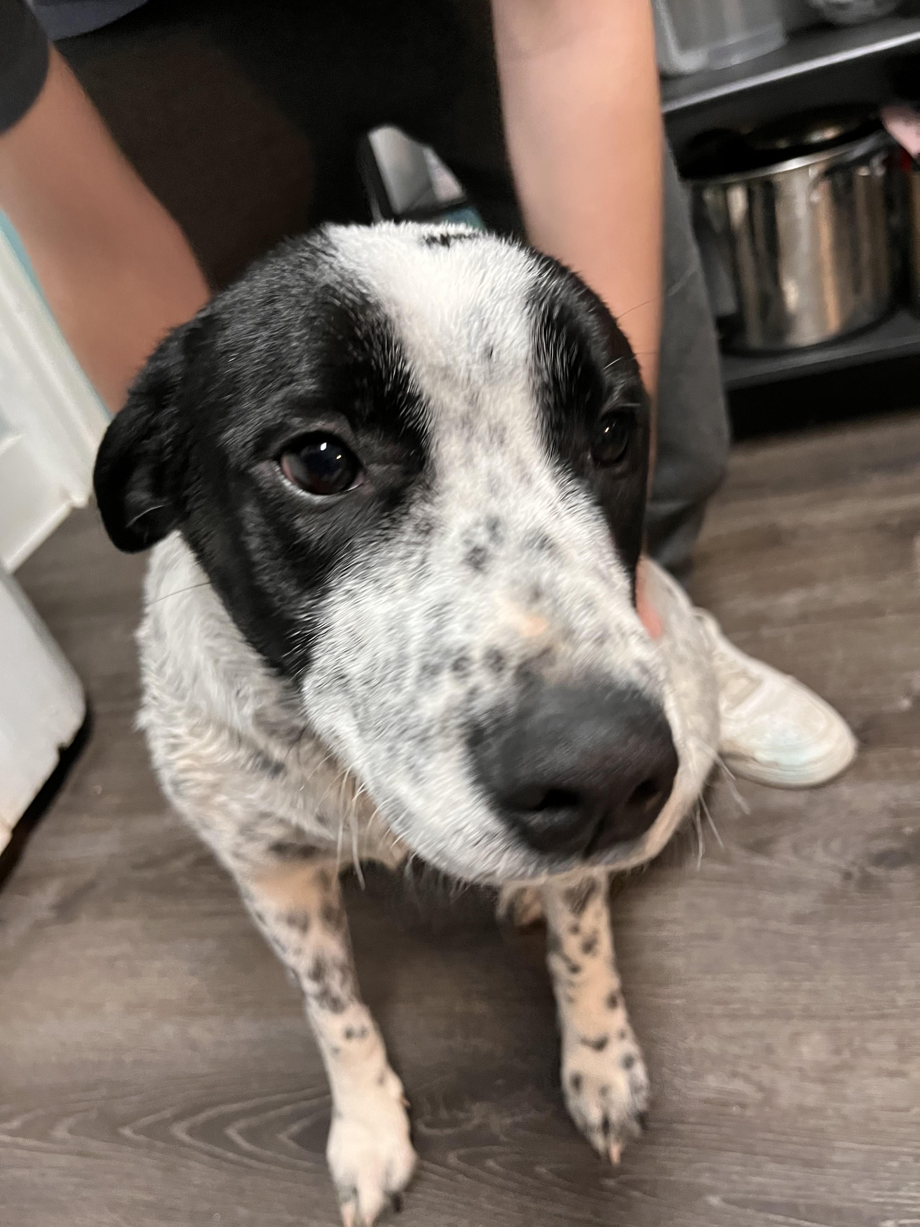 Blue Heelerpitbull Puppies