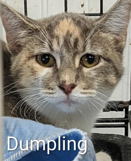 Dumpling