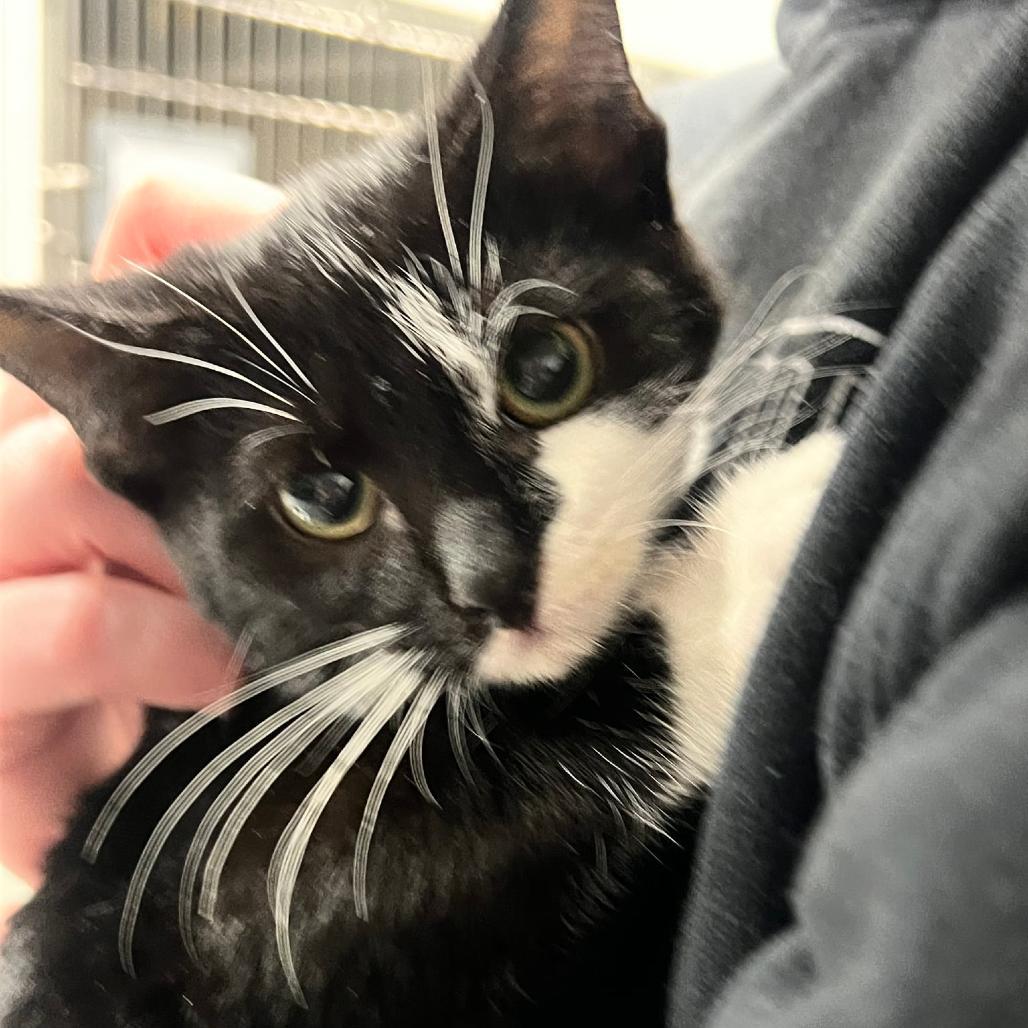 A baby small-sized male Black Domestic Short Hair cat named Violencein Walkersville Md for adoption in Alexandria, VA