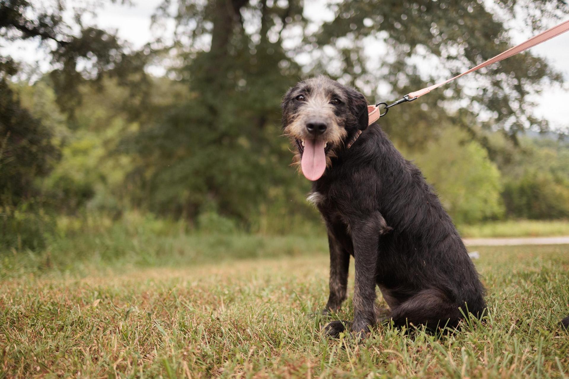 A young medium-sized female Black Wirehaired Terrier dog named Lavender Transport for adoption in Gradyville, KY