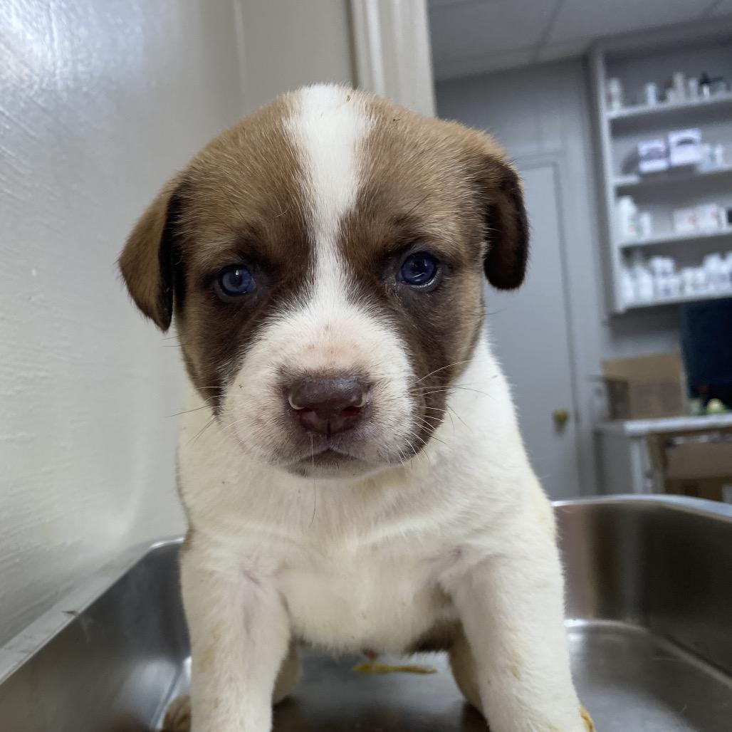 A baby small-sized female Yellow / Tan / Blond / Fawn Collie dog named Mercedes for adoption in Tuscaloosa, AL