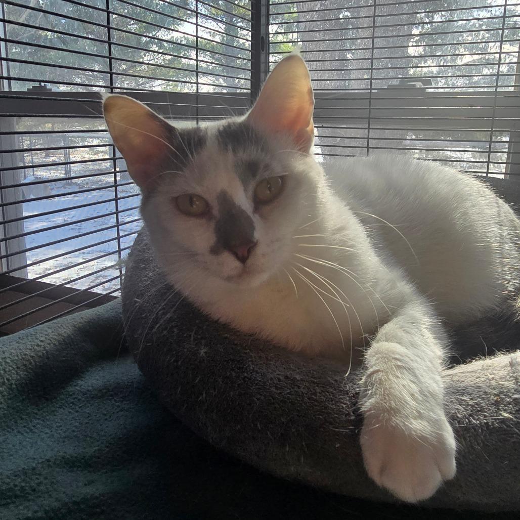 Vanellope Von Schweetz