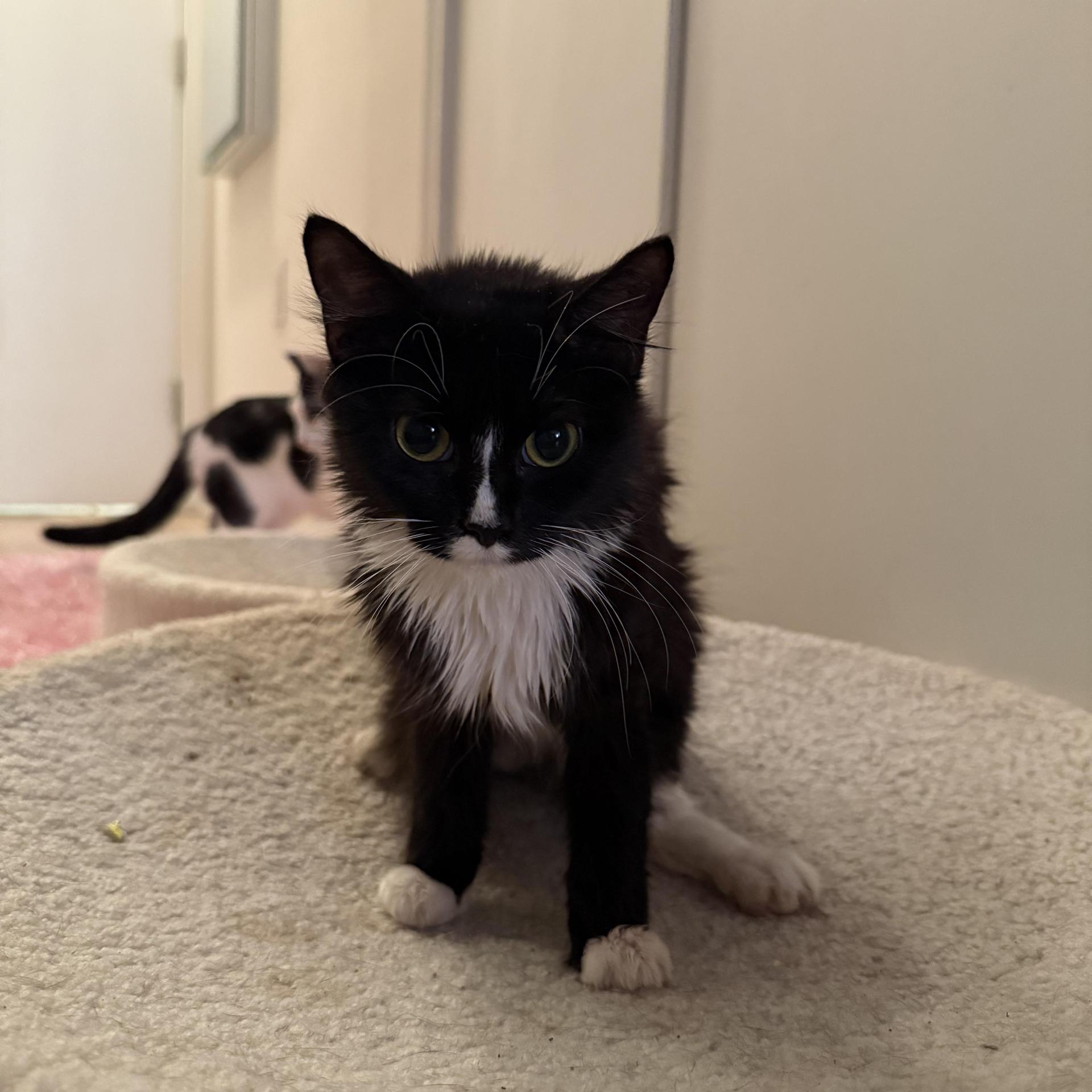 A young medium-sized female Black & White / Tuxedo Domestic Long Hair cat named Weeble Ch for adoption in Miami, FL