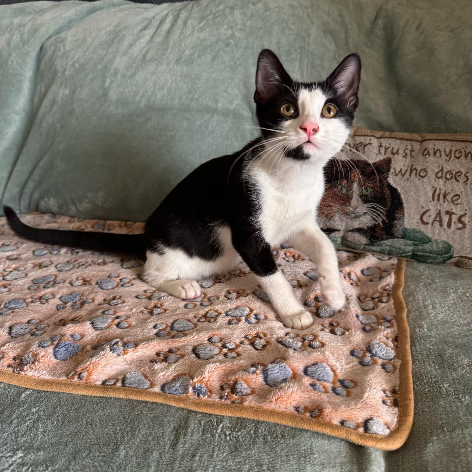 A baby small-sized male Black & White / Tuxedo Domestic Short Hair cat named Romeo & Dobby Bonded for adoption in Boca Raton, FL