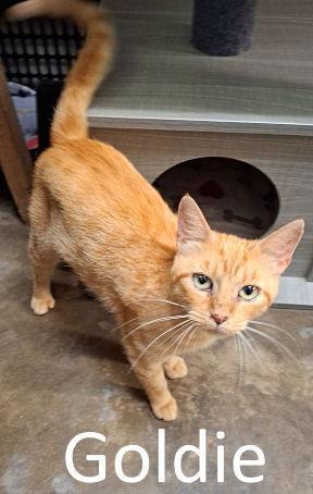 Goldie