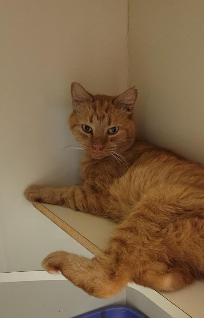 A senior medium-sized male Domestic Short Hair cat named Tajin for adoption in Windsor, CT
