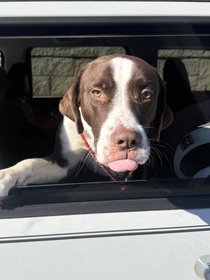An adult large-sized male Mixed Breed dog named Riker for adoption in Atlanta, GA