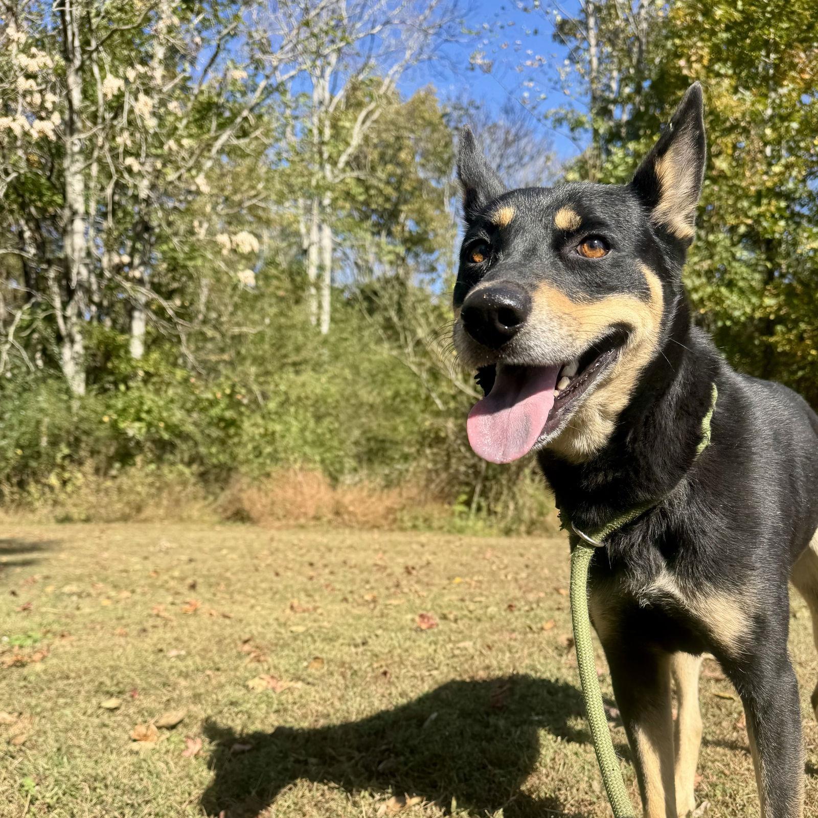 A young medium-sized female German Shepherd Dog dog named Polly for adoption in Sparta, TN