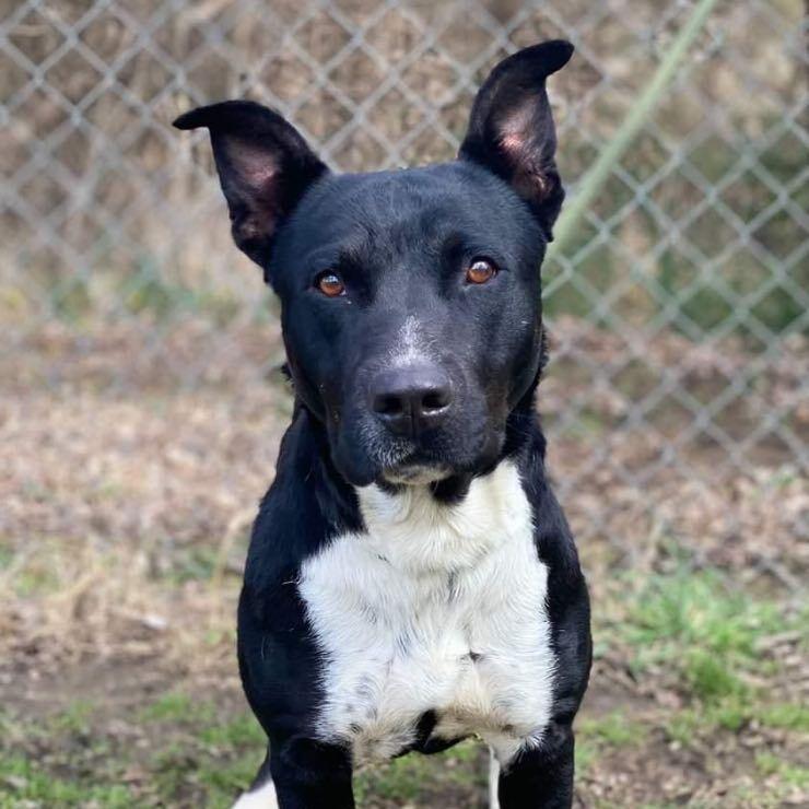 An adult medium-sized male Black Pit Bull Terrier dog named Tommy for adoption in Denison, TX