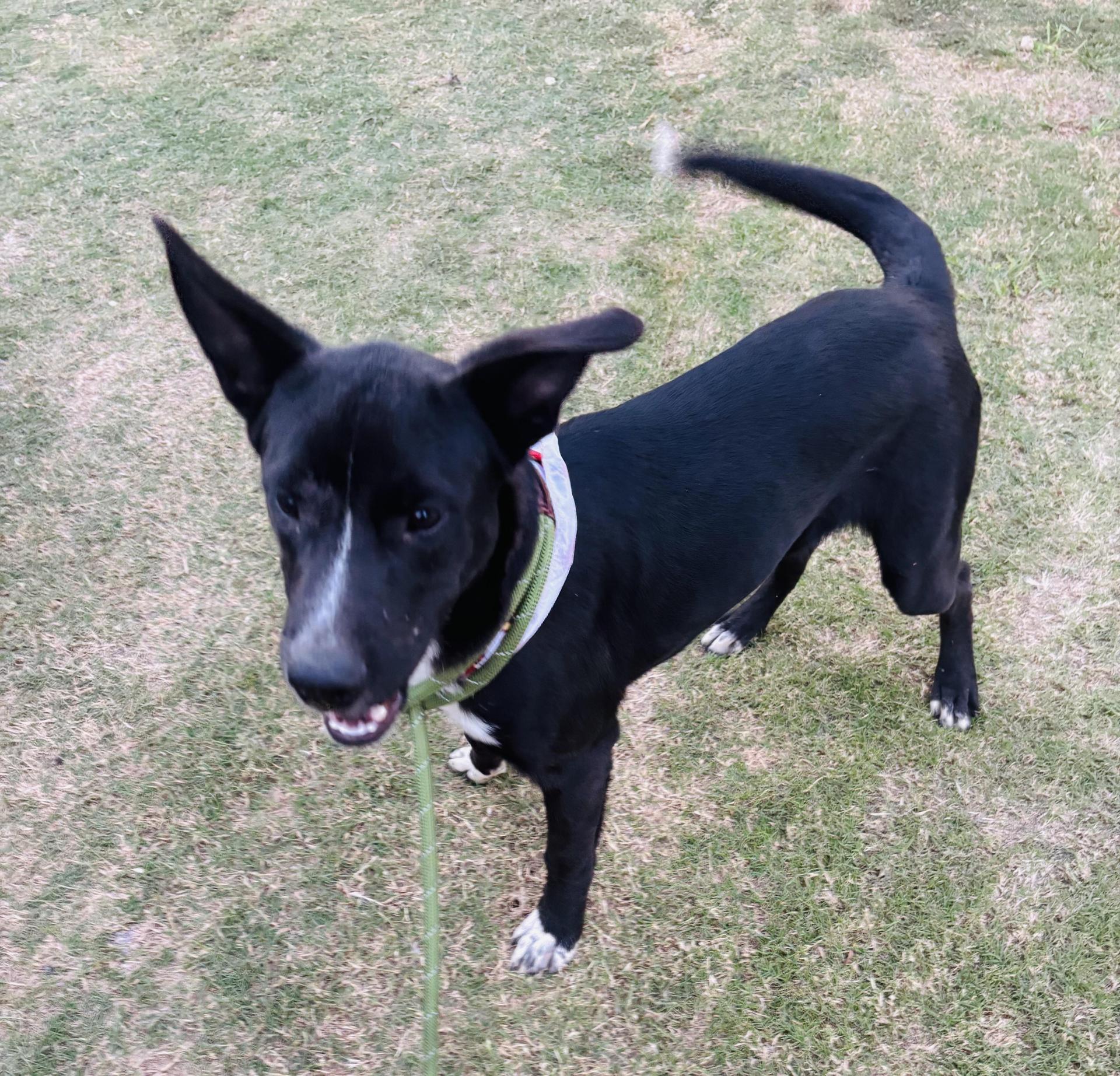 A young medium-sized male Mountain Dog dog named Rocky Boy for adoption in Allen, TX