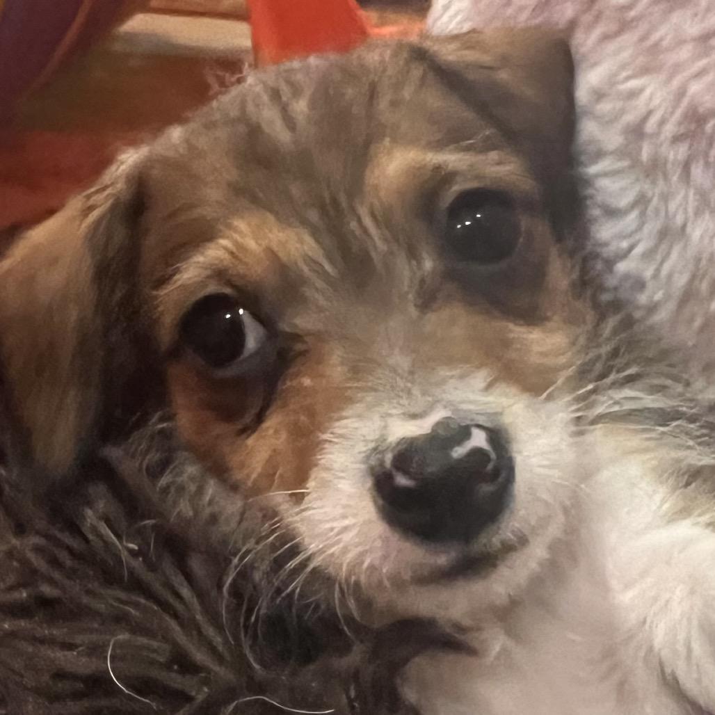 Tri State Pup: Sonja