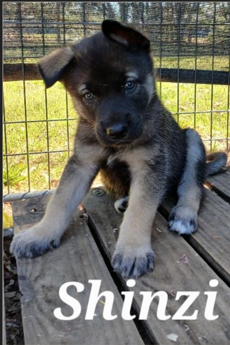 Shinzi