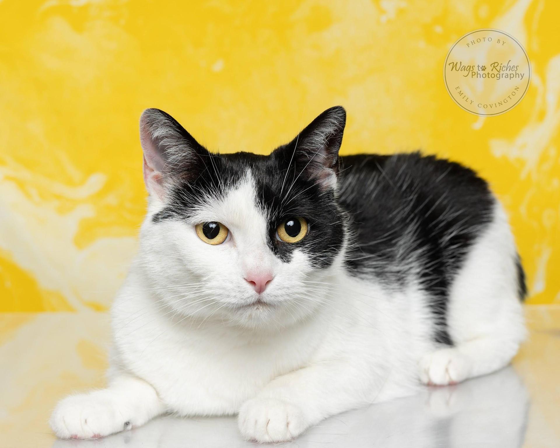 An adult medium-sized female Black Domestic Short Hair cat named Sandra for adoption in Tuscaloosa, AL