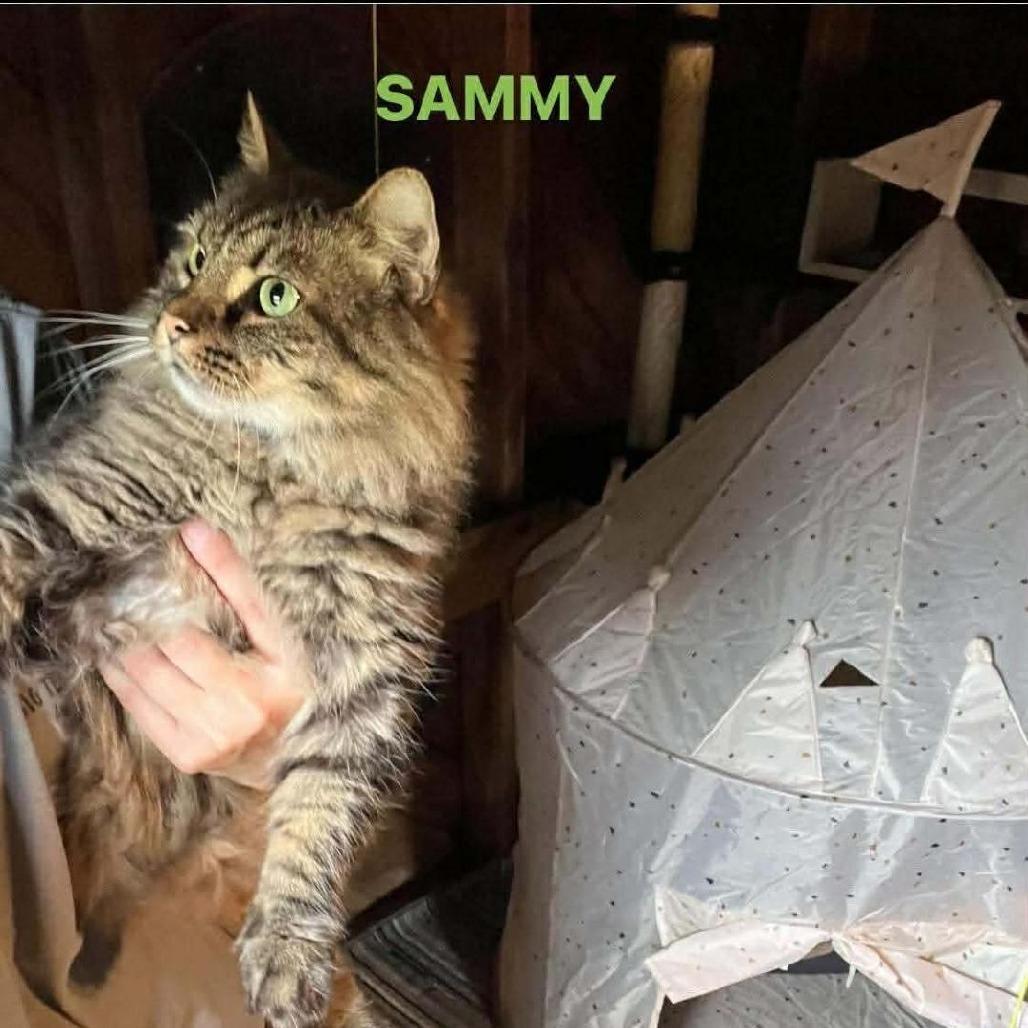 Sammy