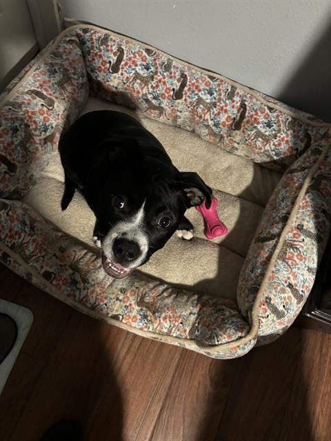 A young medium-sized female American Staffordshire Terrier dog named Baby for adoption in San Antonio, TX