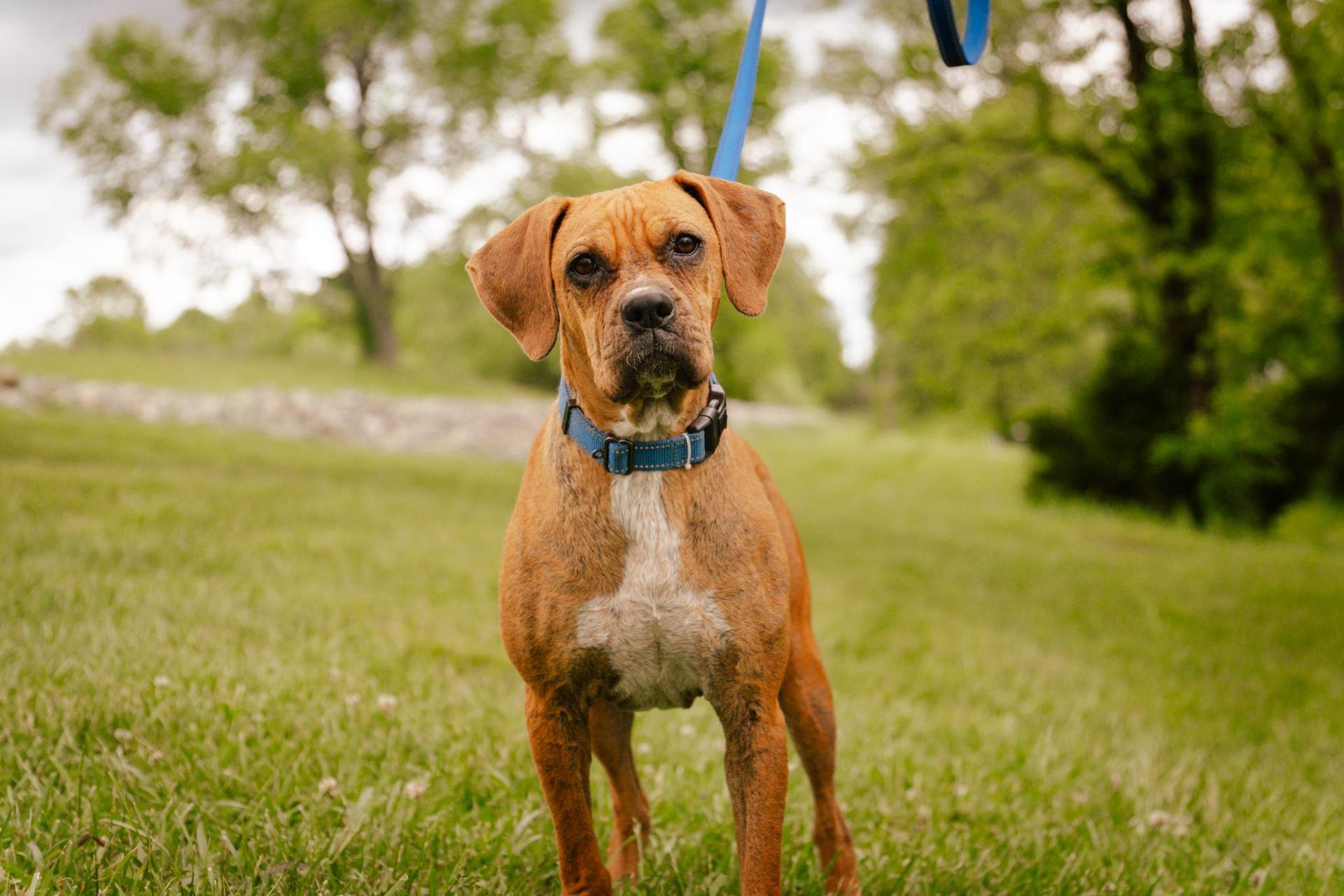 An adult medium-sized female Red / Chestnut / Orange Boxer dog named Trish Transport for adoption in Gradyville, KY