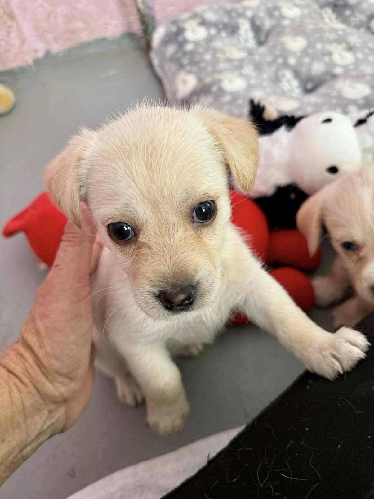 A baby small-sized female Yellow / Tan / Blond / Fawn Maltese dog named Lo Bug! for adoption in Nanuet, NY