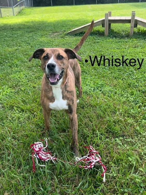 Whiskey