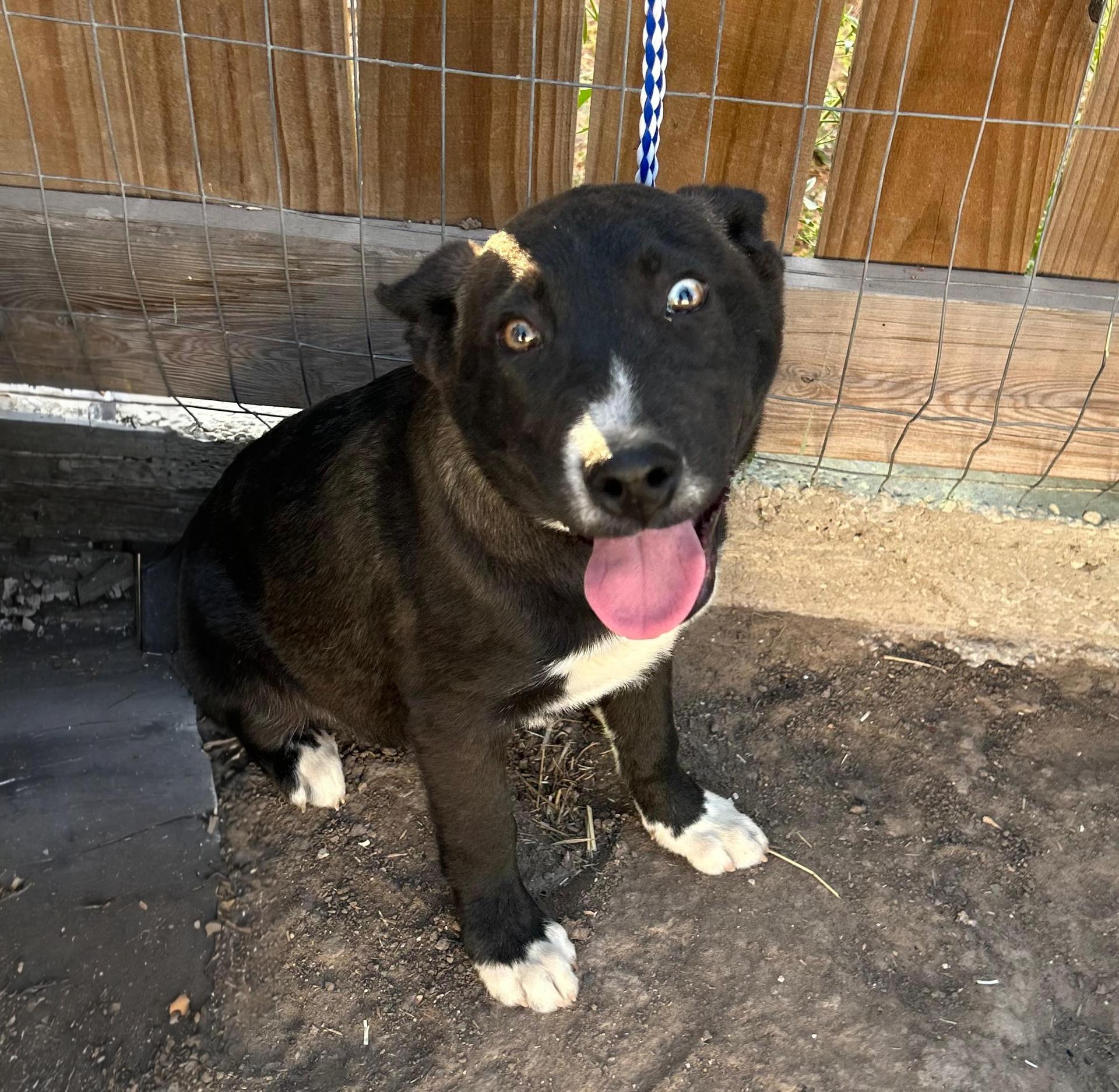 A baby medium-sized male Labrador Retriever dog named Maximillian for adoption in Harlingen, TX