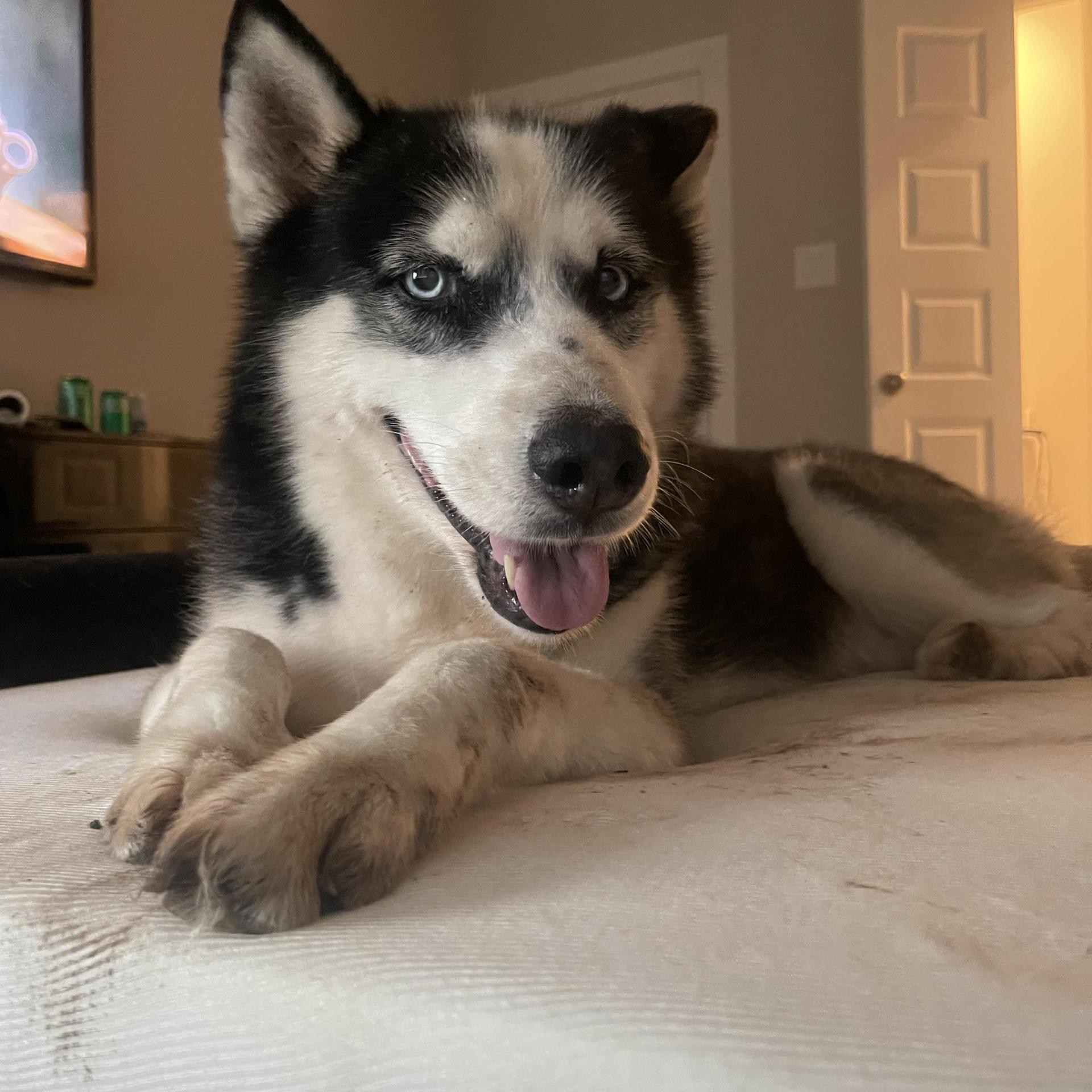 An adult medium-sized male Black Husky dog named Chance for adoption in Richmond, TX