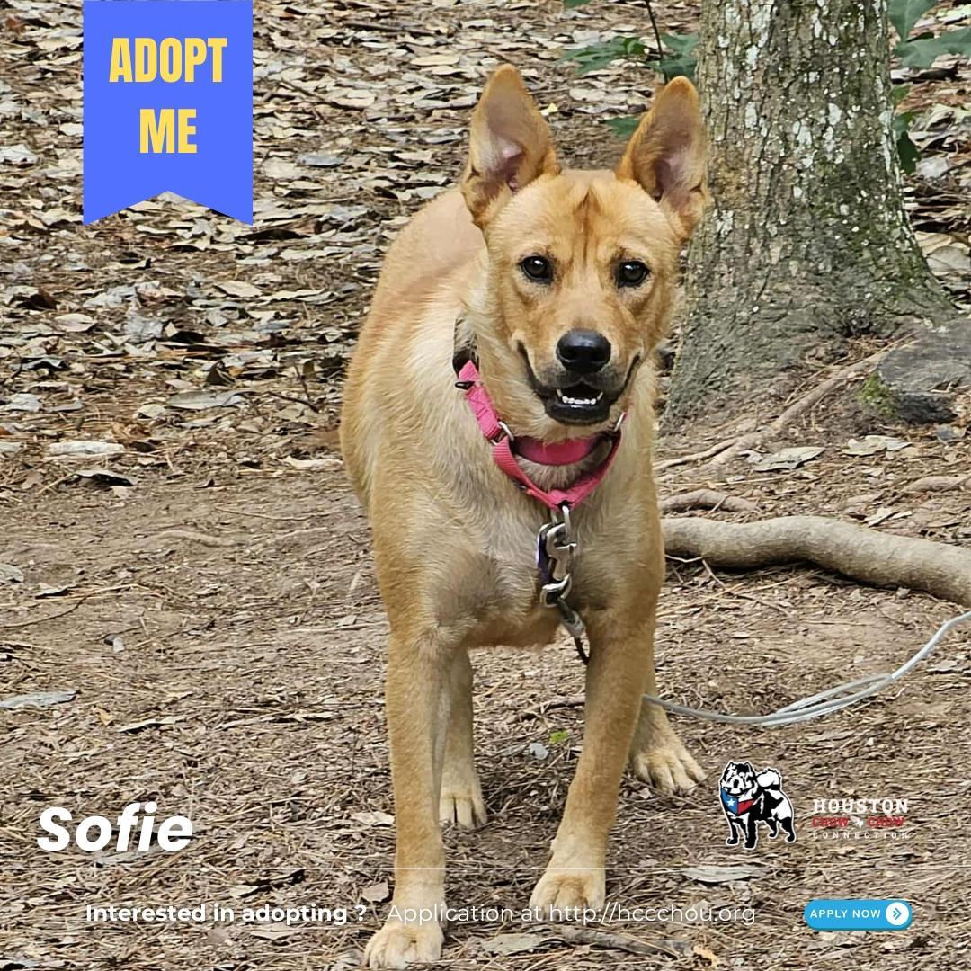 An adult medium-sized female Red / Chestnut / Orange Chow Chow dog named Sofie for adoption in Houston, TX
