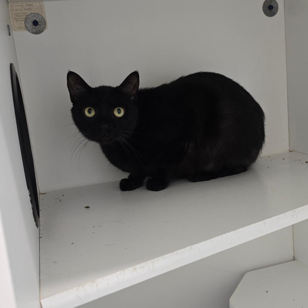 An adult small-sized male Black Domestic Short Hair cat named Ozzy for adoption in Jasper, IN