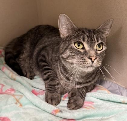 Piglet & Pooh Bonded photo 1