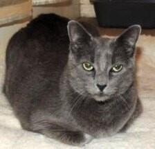 Misty Bonded With Ollie