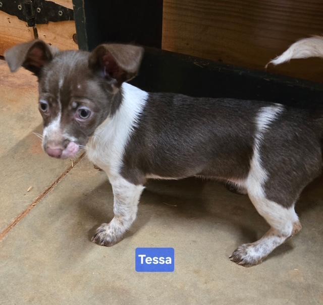 Tessa