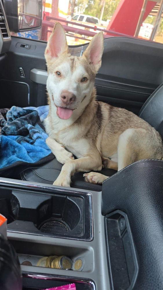 An adult medium-sized male Husky dog named Bunny for adoption in New York, NY