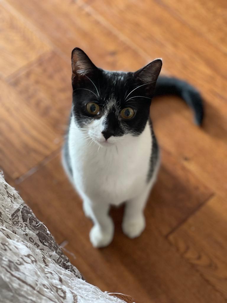 An adult medium-sized female Black & White / Tuxedo Domestic Short Hair cat named Shiloh Bonded With Mave for adoption in Huntsville, AL