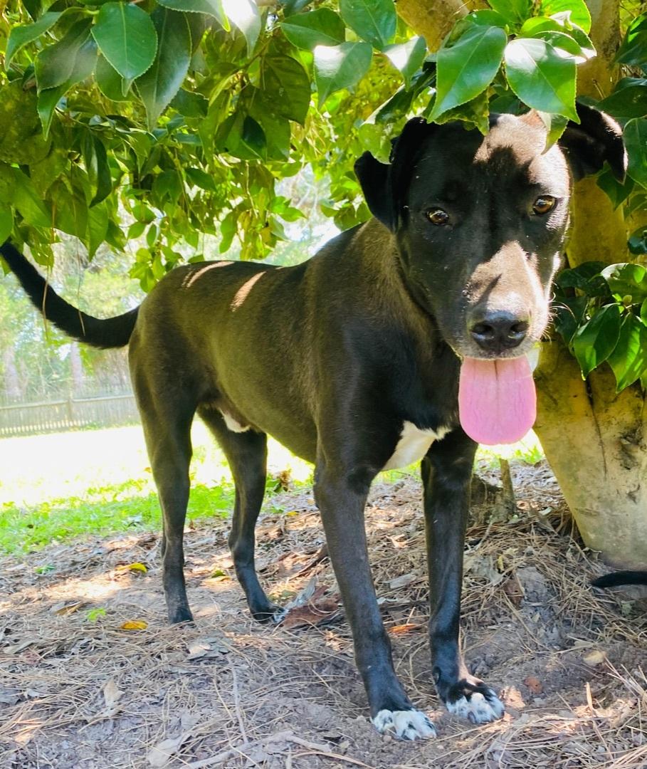 Sid And Nancy—bonded Pair photo 1