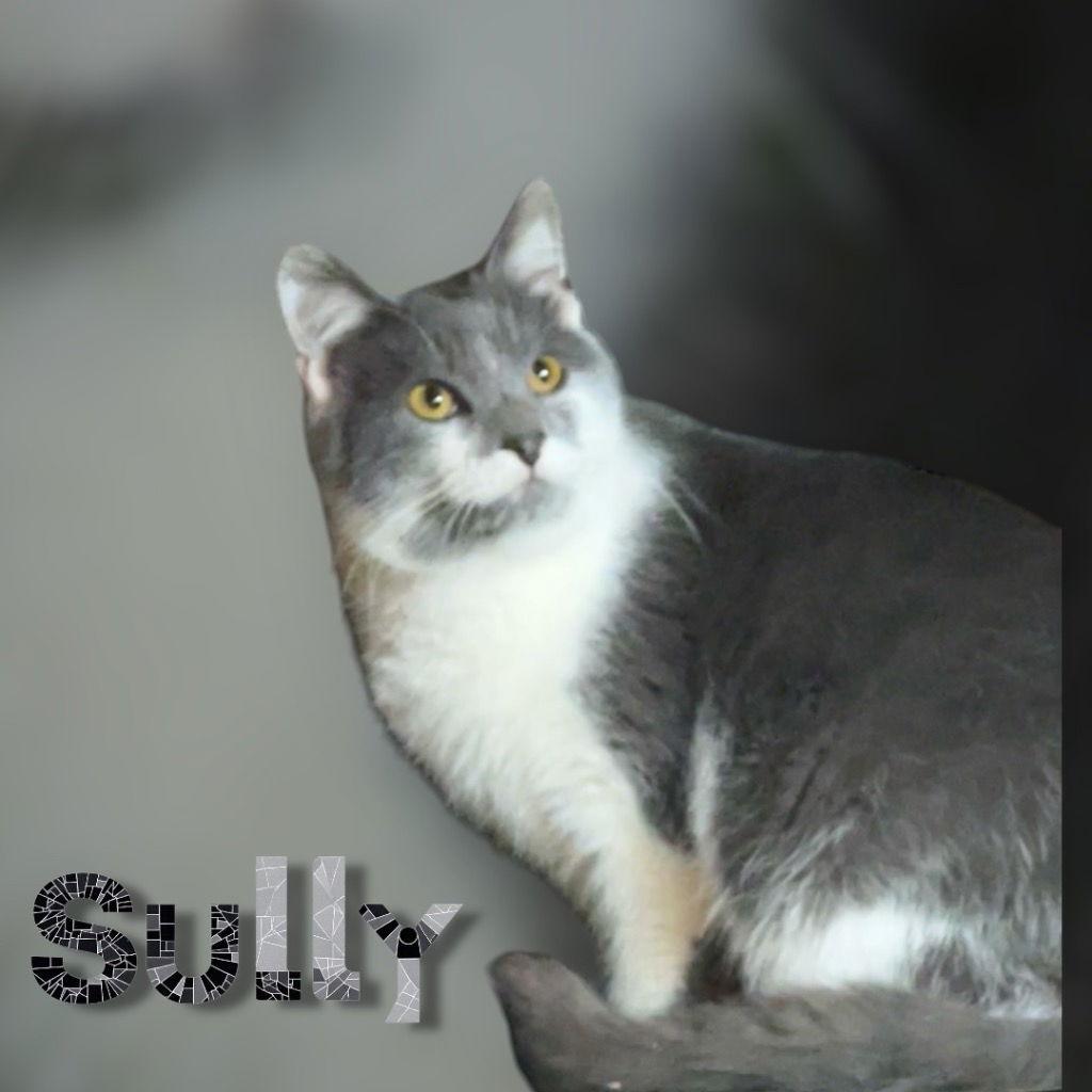 Sully