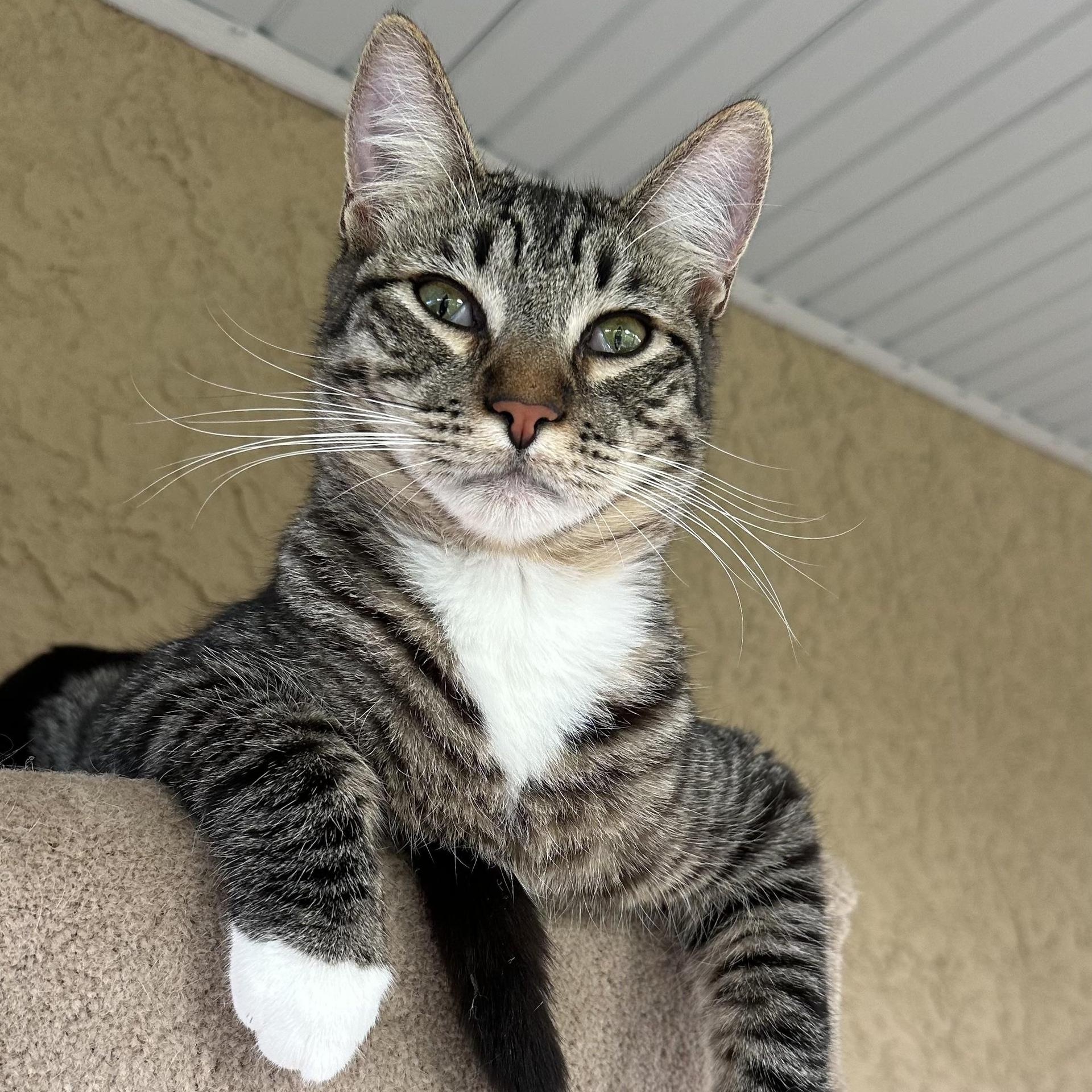 A young large-sized male White Domestic Short Hair cat named Duke And Greta for adoption in Sacramento, CA