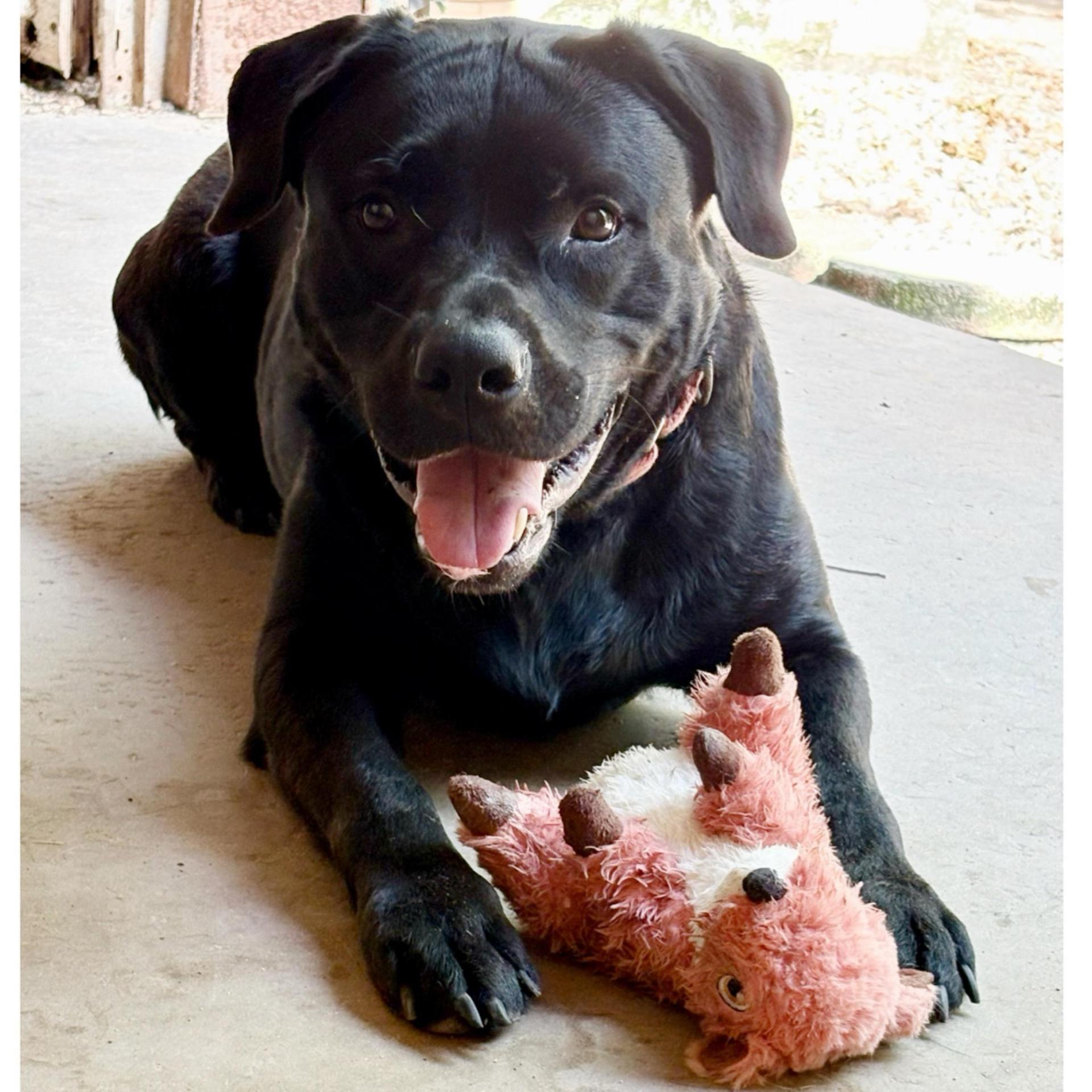 Coda