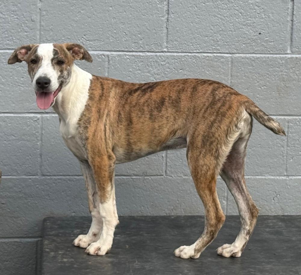 Psychedelic Rock Gecko