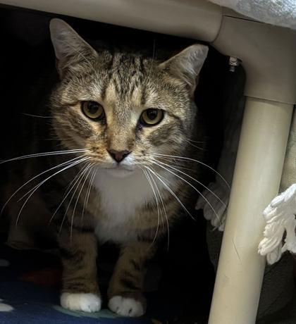 A Meercatpounce Cat Cafe