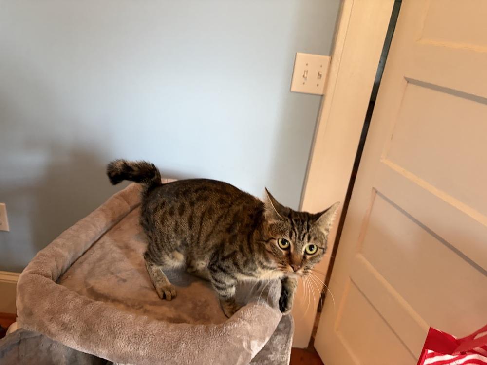 An adult large-sized female Domestic Short Hair cat named Savannah Jn for adoption in Greenville, SC