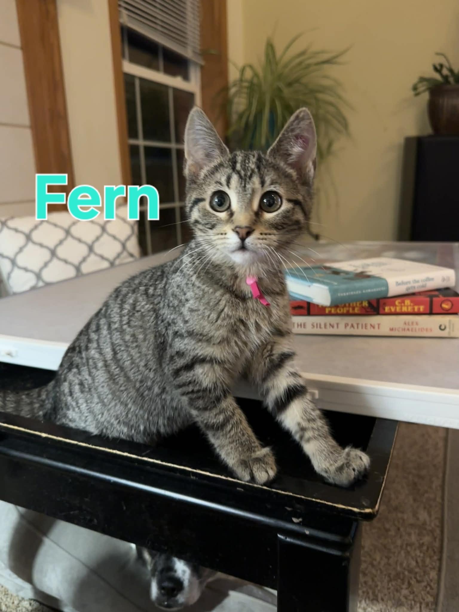 Fern