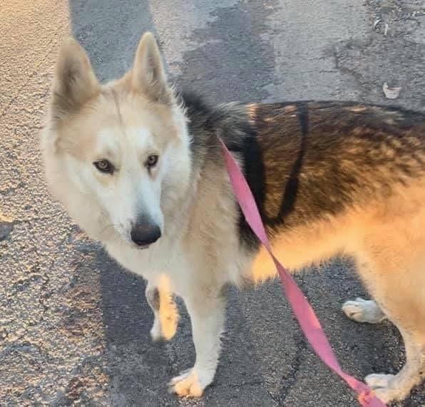 An adult large-sized female Yellow / Tan / Blond / Fawn Rough Collie dog named Kanuka for adoption in Ladonia, TX