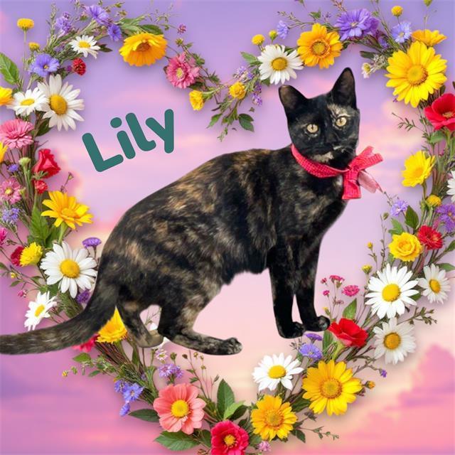 Lily