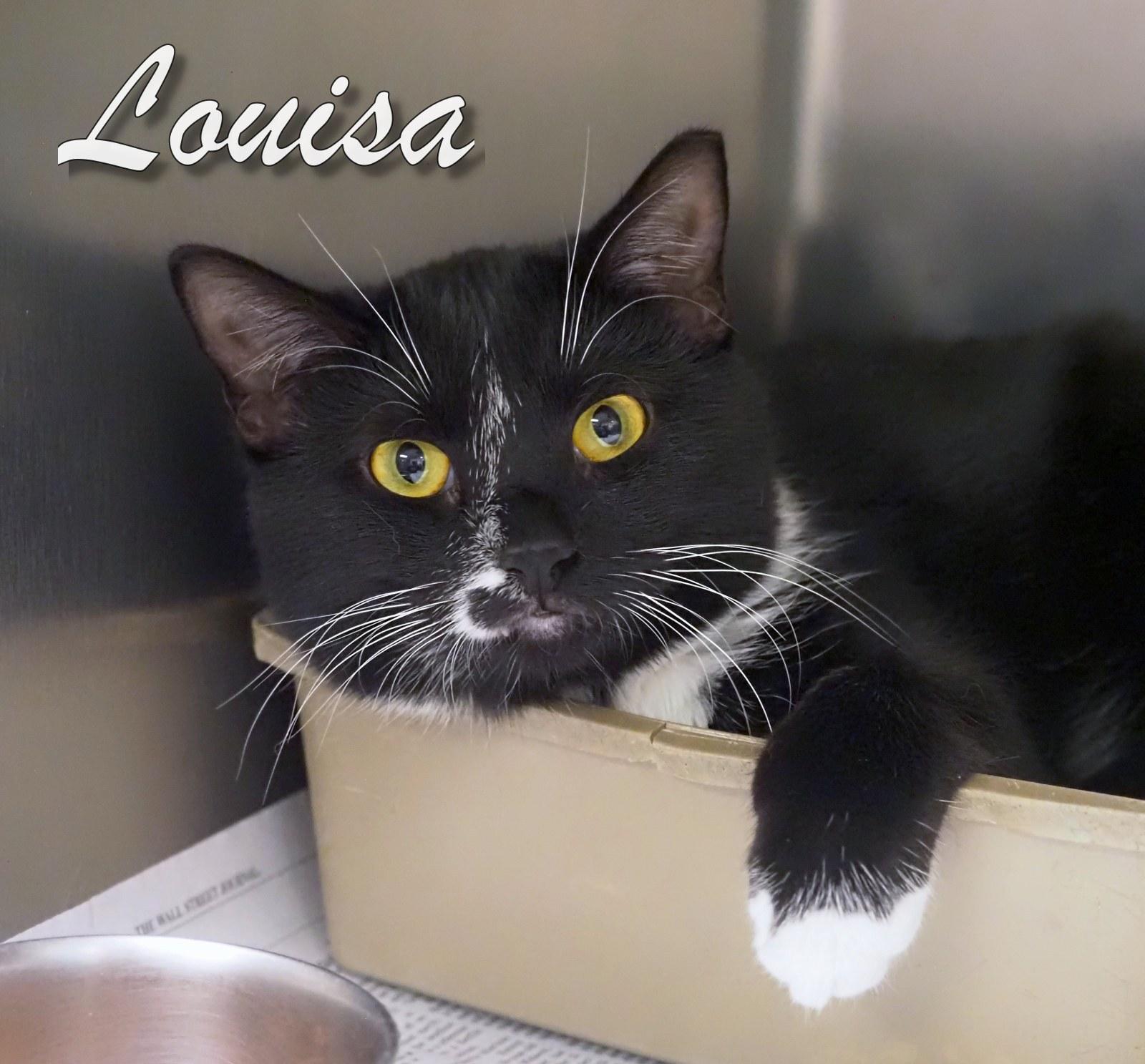 A young medium-sized female Black & White / Tuxedo Domestic Short Hair cat named Louisa for adoption in Cape May Court House, NJ