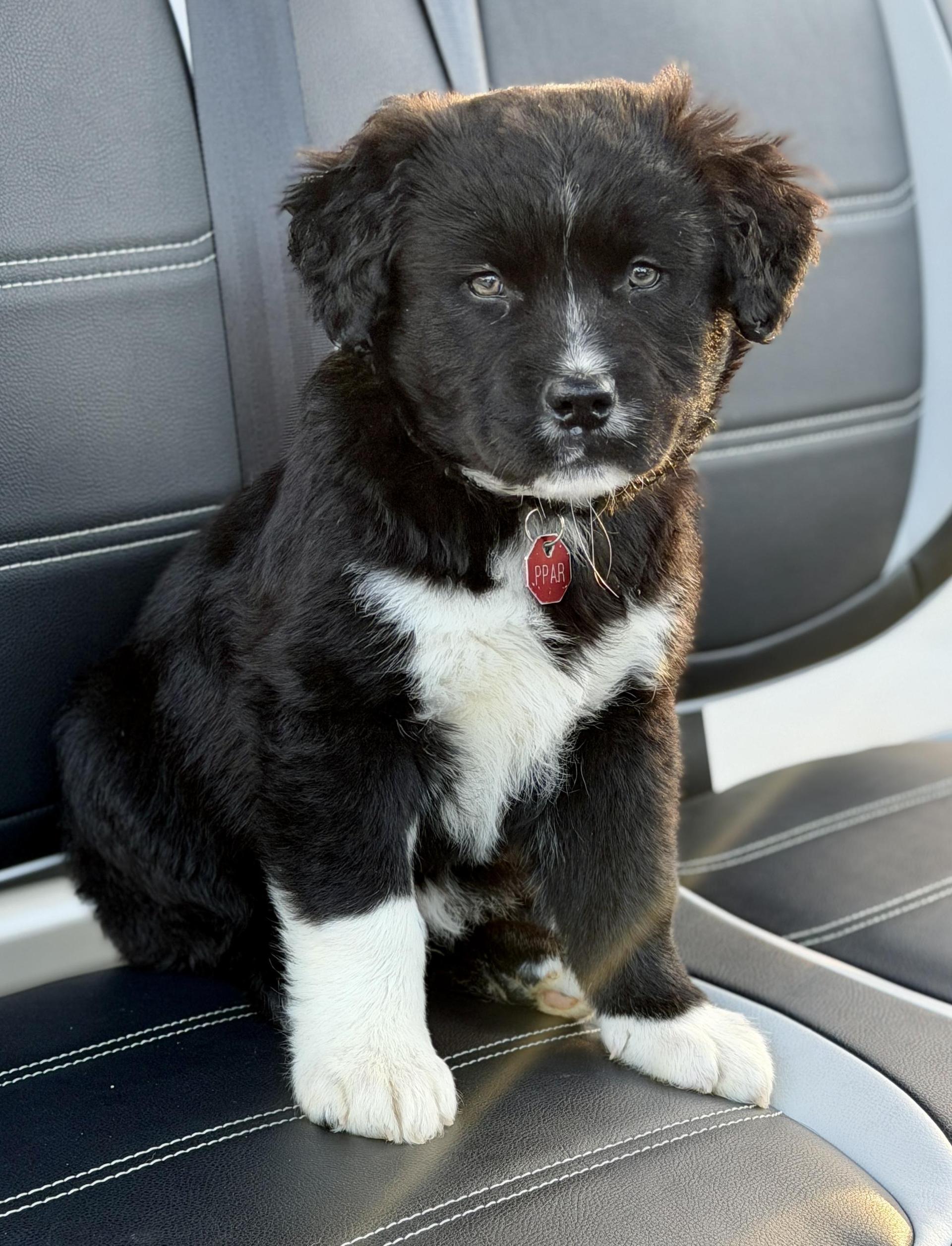 A baby large-sized male Black Mixed Breed dog named Balsam for adoption in Mt Pleasant, SC