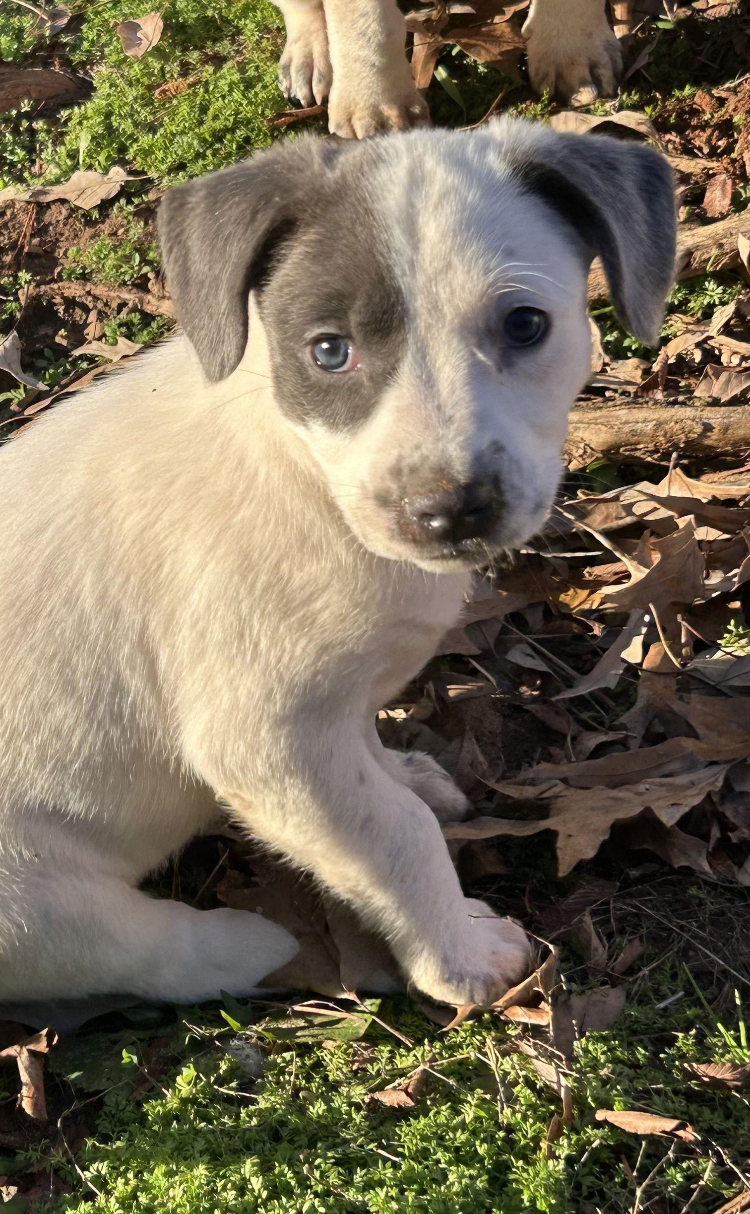 Holly's Mistletoe Lonestar photo 1