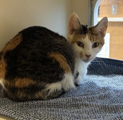 An adult medium-sized female Domestic Short Hair cat named Bayleaf for adoption in Atlanta, GA