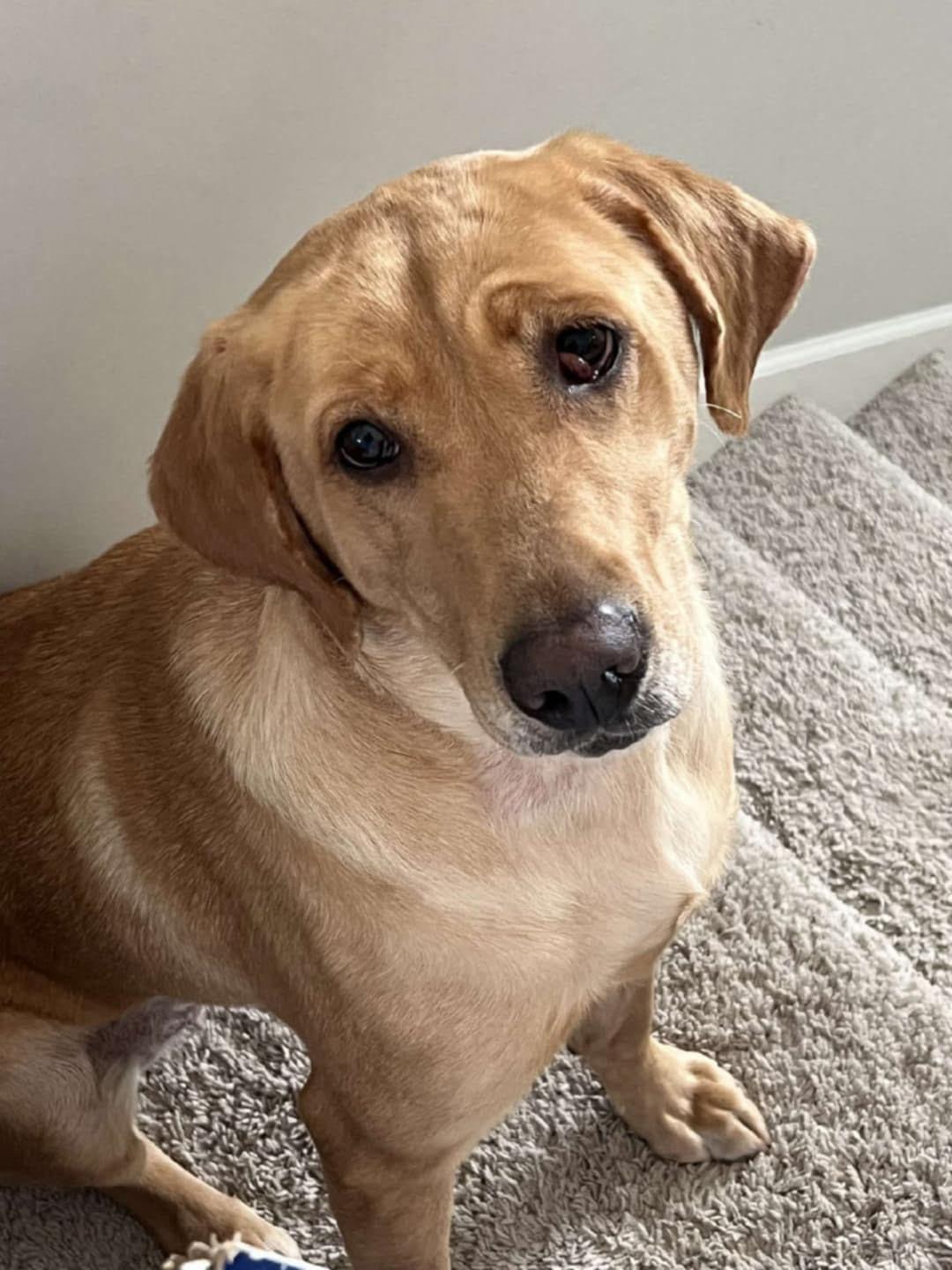 An adult large-sized female Yellow / Tan / Blond / Fawn Labrador Retriever dog named Jupiter for adoption in Union Grove, WI