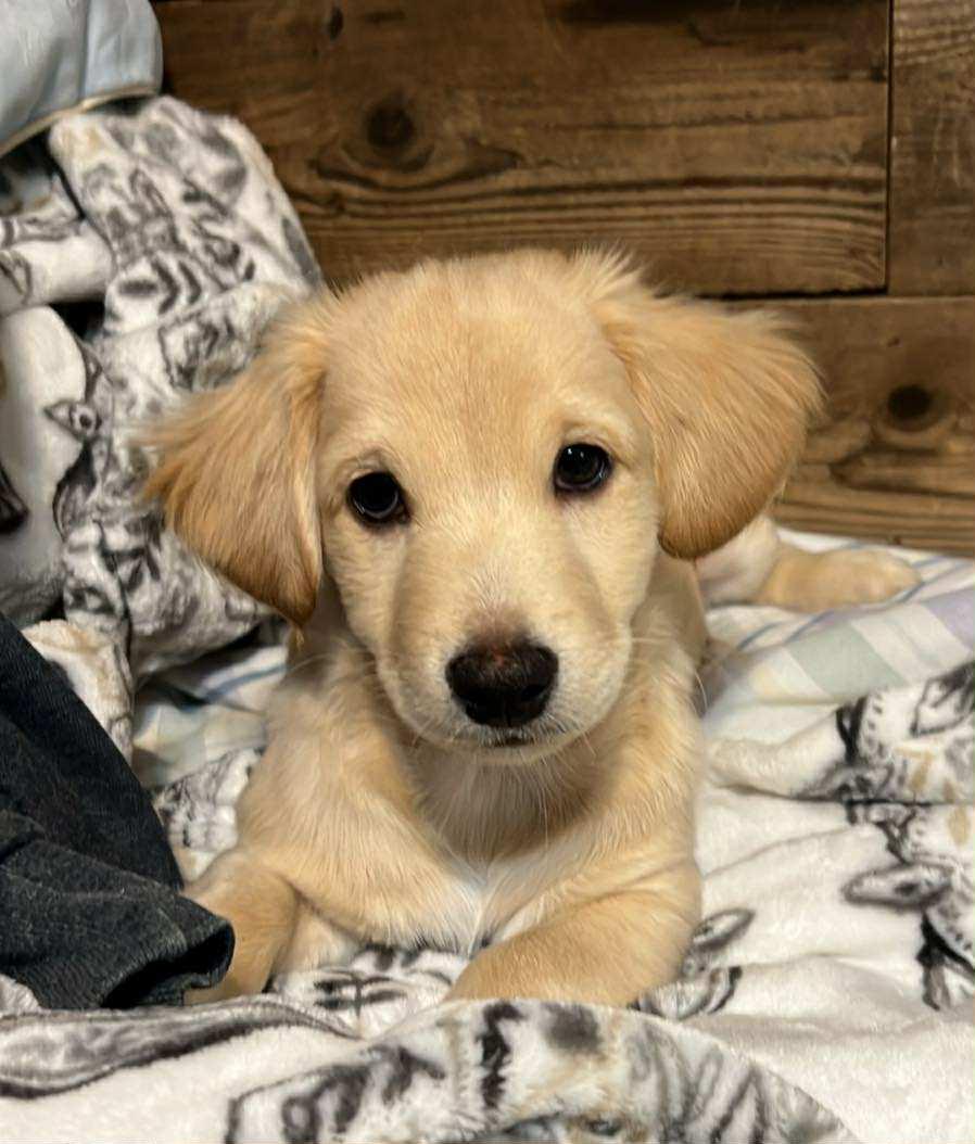 Theodore The Basset Mix