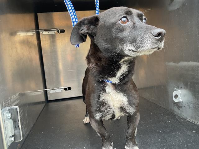 An adult medium-sized male Chihuahua dog named Frankie for adoption in Ontario, CA