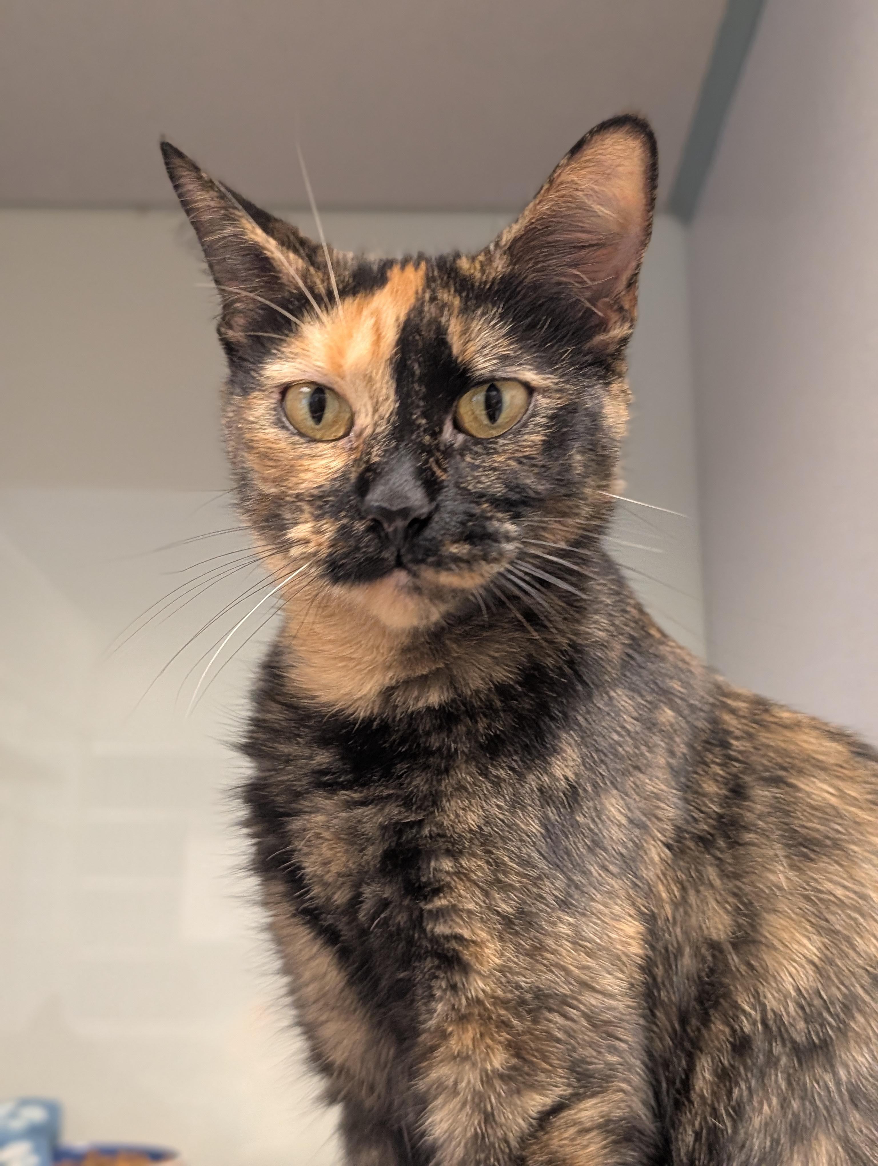 Sunkist @ Petsmart Near